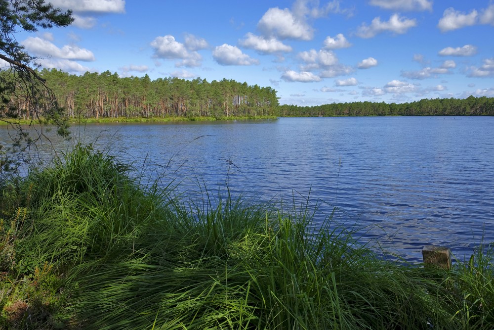 Purezers Lake Landscape
