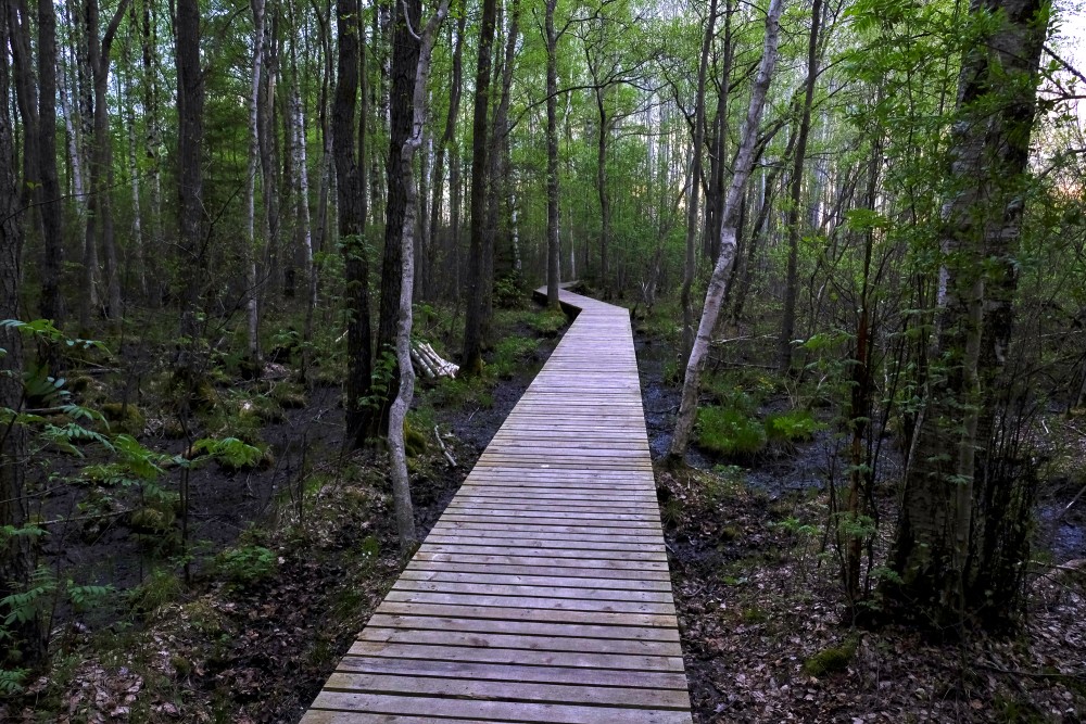 Randu Meadows Nature Trail