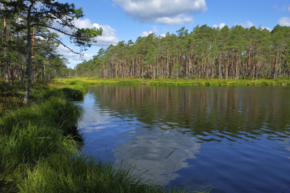 Purezers Lake Landscape