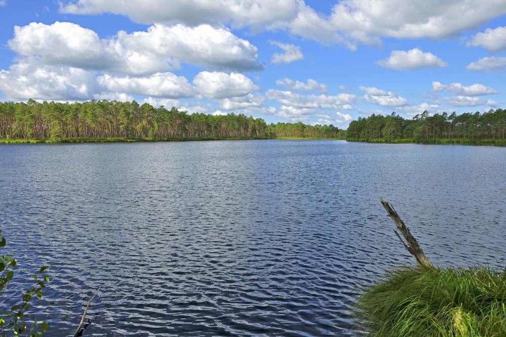Purezers Lake Landscape