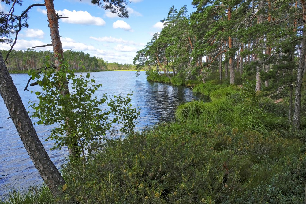 Purezers Lake Landscape