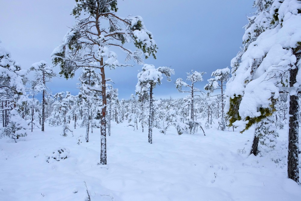 Dunika Bog Trail In Winter