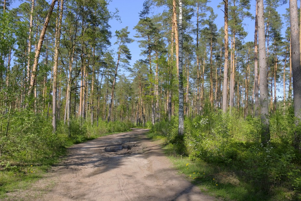 Medema purva takas sākums