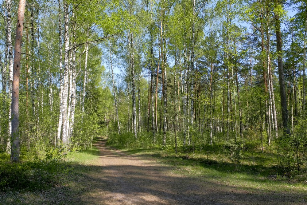 Medema Swamp Trail