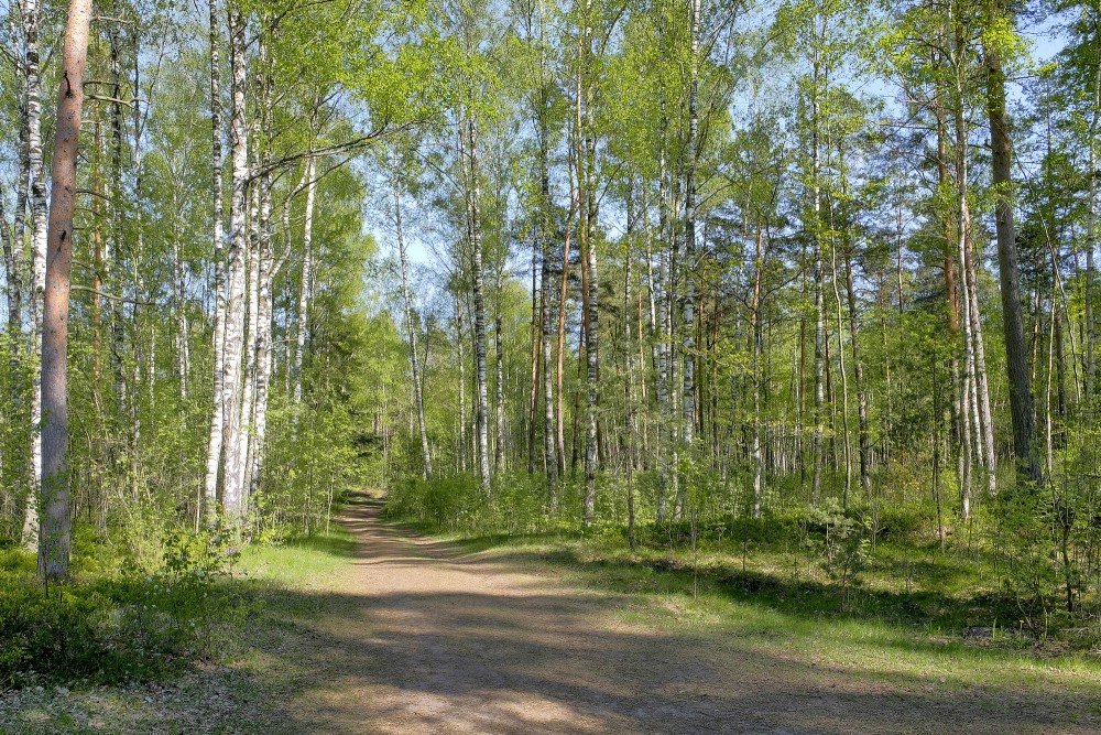 Medema purva taka Pierīgā