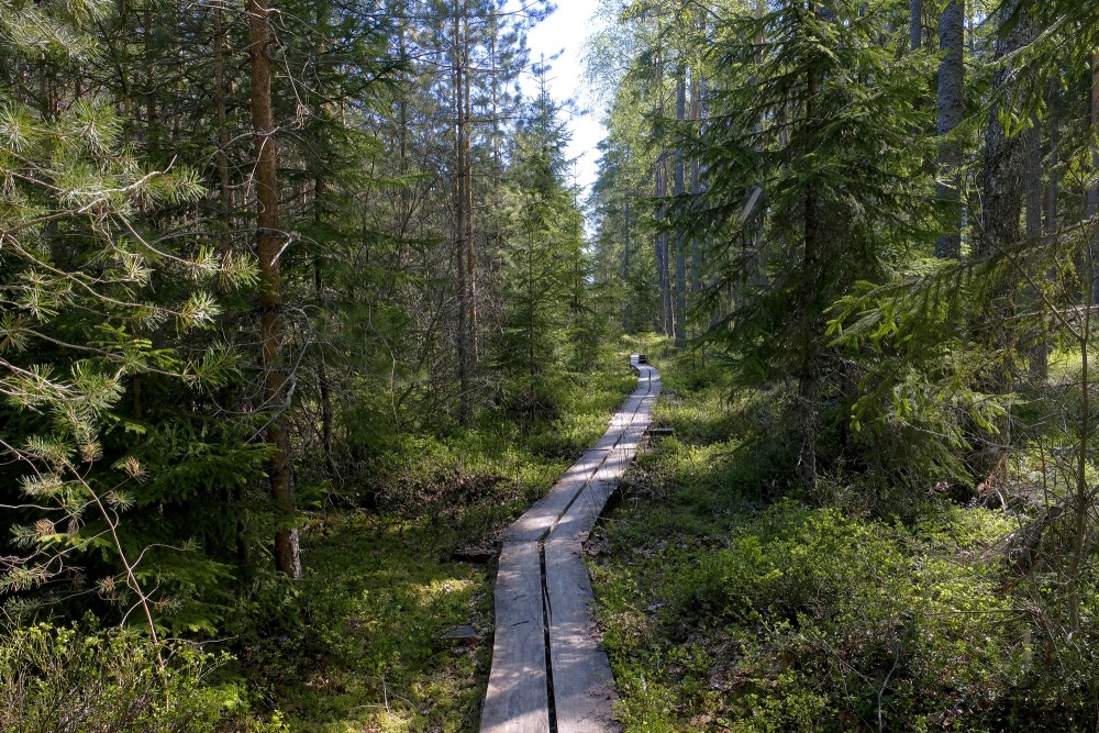 Planču purva taka