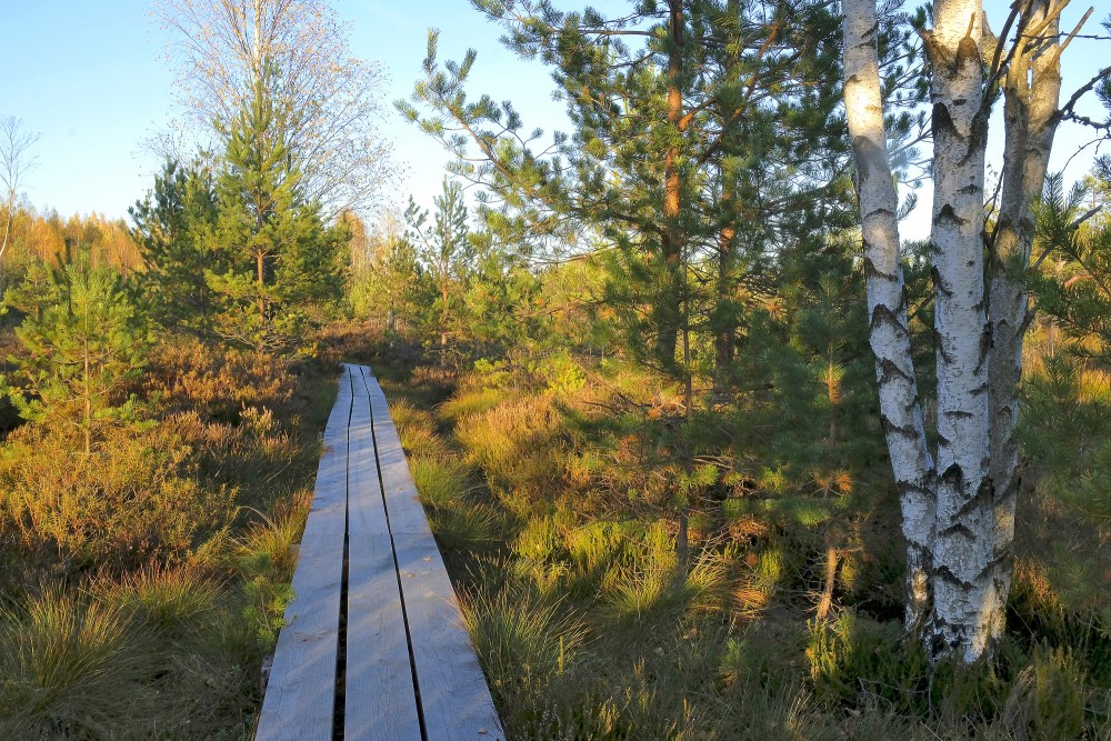 Vasenieku purva taka Vasenieku purva taka