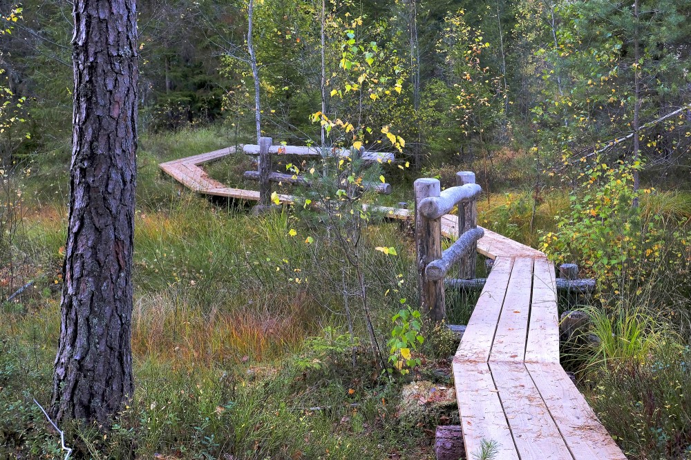 Ejot pa Vasenieku purva taku