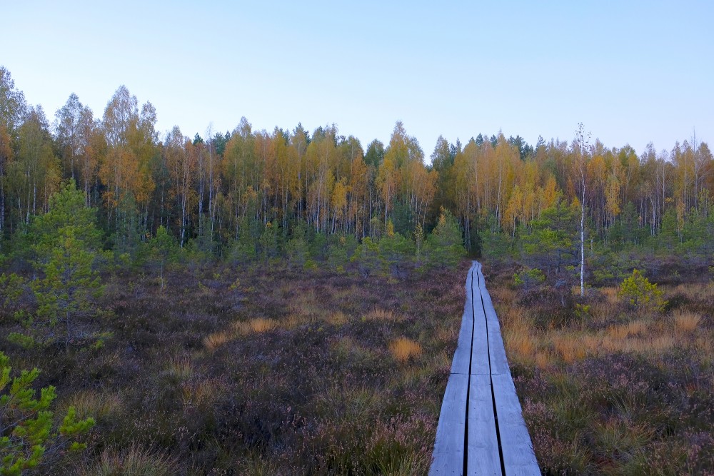 Vasenieki Swamp Footbridge