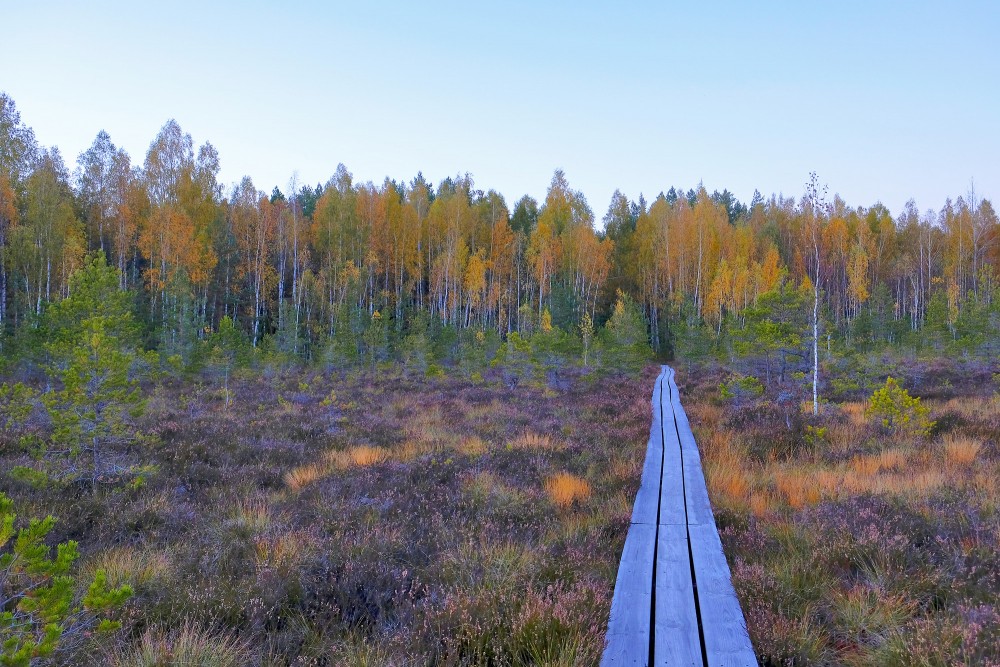 Vasenieku purva laipa