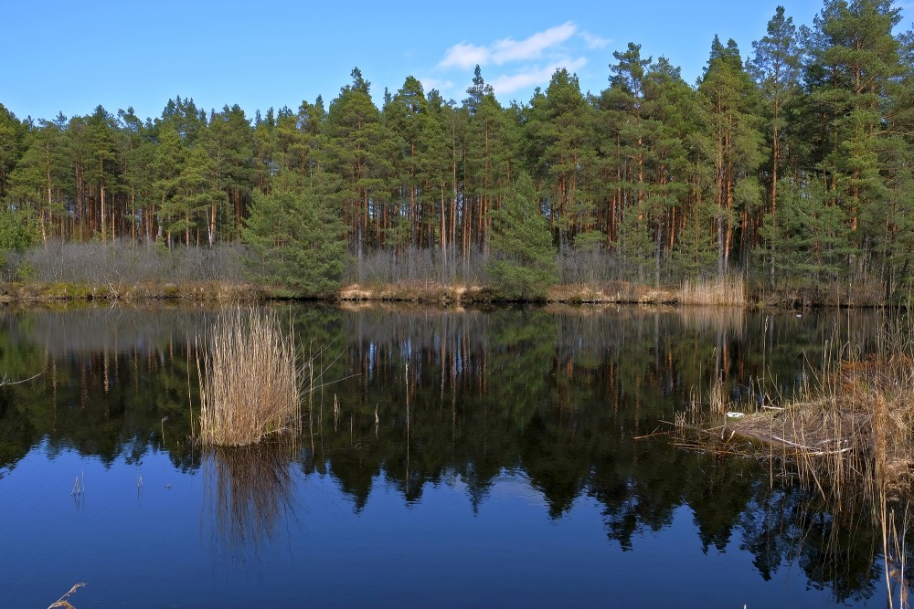Natural Peat Pits In The Ķemeri Bog