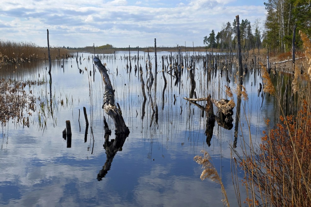Natural Peat Pits In The Ķemeri Bog