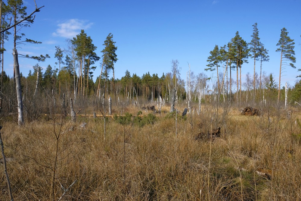 Natural Peat Pits In The Ķemeri Bog