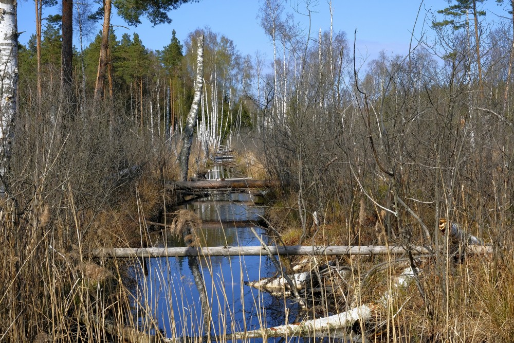 Natural Peat Pits In The Ķemeri Bog