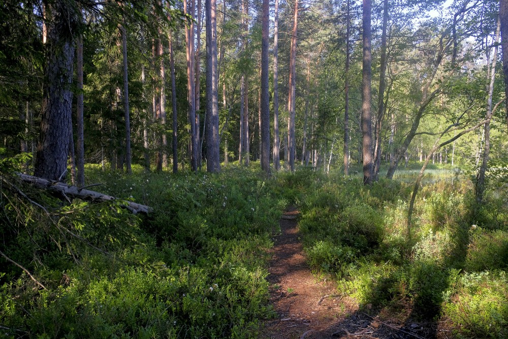 Lejas ezera taka Lejas ezera taka