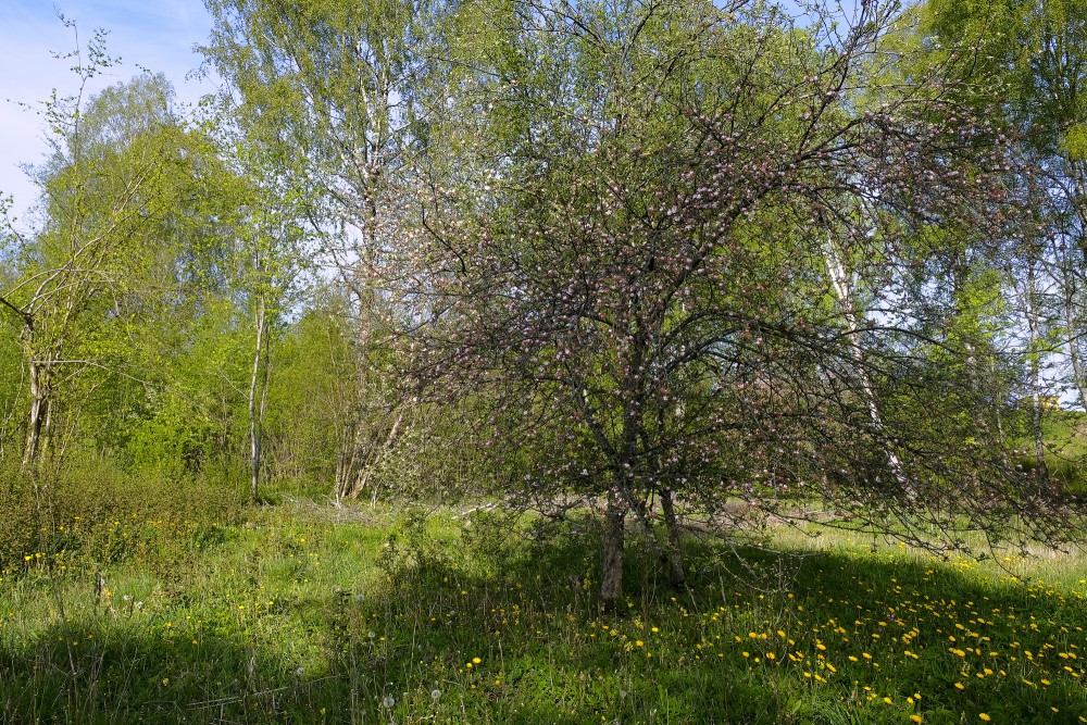 Walking Along The Satiķi Nature Trail