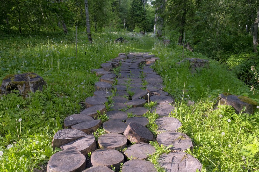 Gārsenes dabas takas, Ošu aleja Gārsenes dabas takas, Ošu aleja