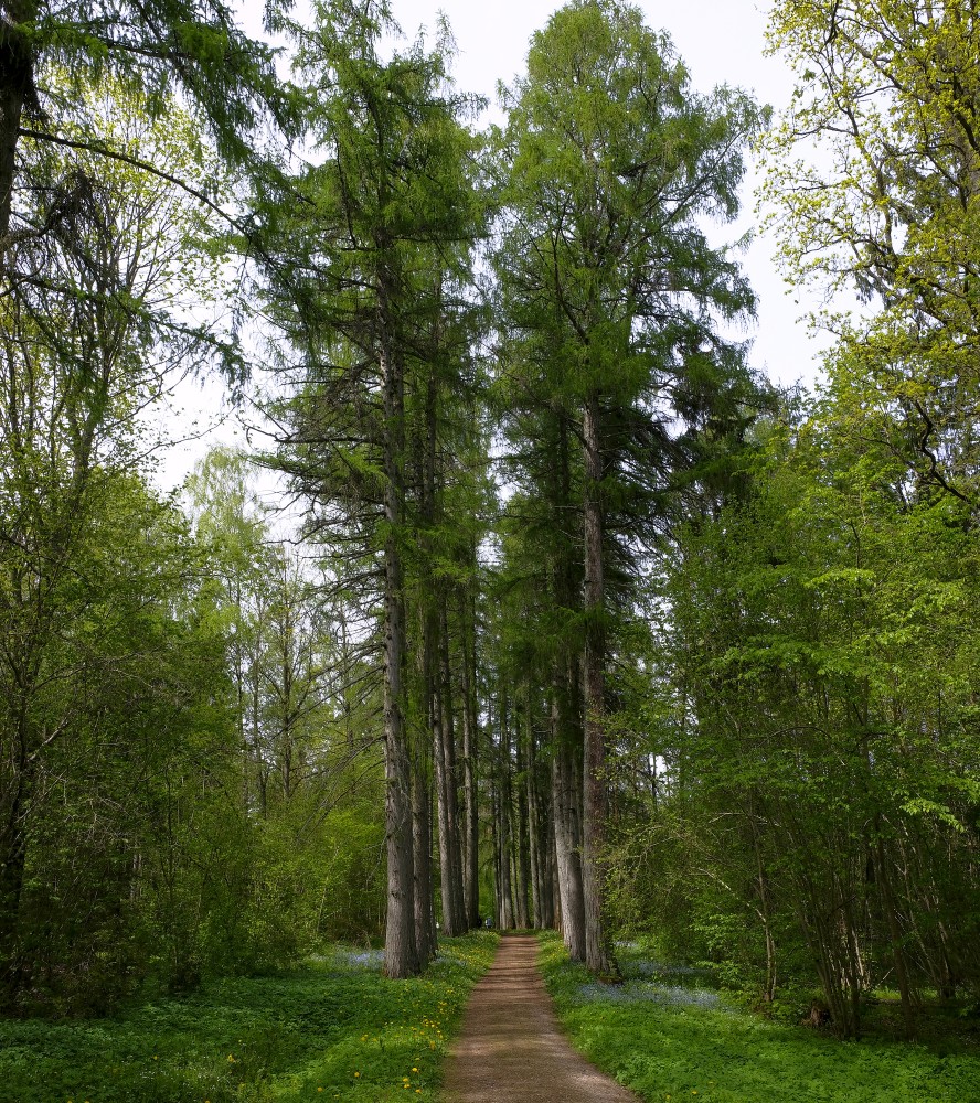 Larch Alley, Latvia