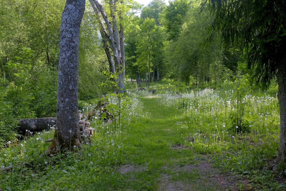 Gārsenes dabas takas, Ošu aleja Gārsenes dabas takas, Ošu aleja