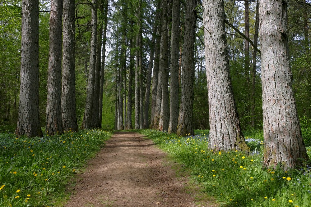 Larch Alley, Latvia