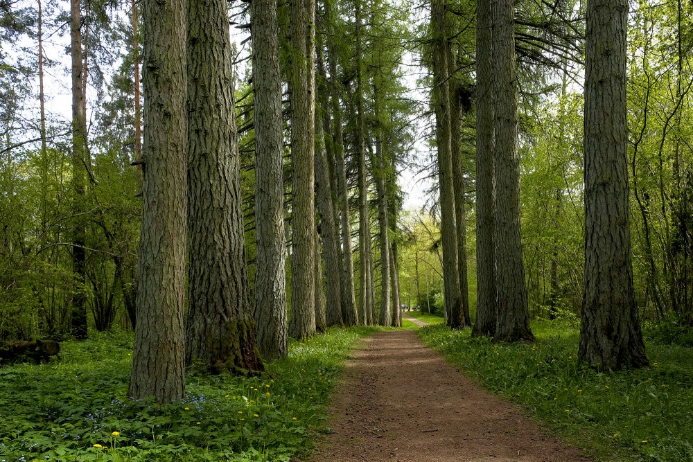 Larch Alley, Latvia