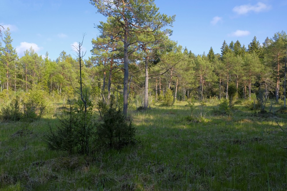 Ejot pa Šlīteres dabas taku