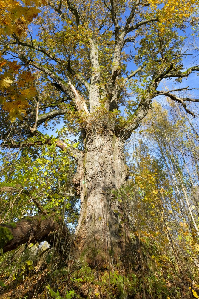 Valodzes Grand-oak