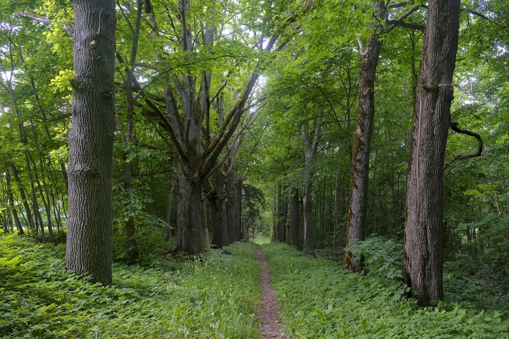 Rudbāržu parka dabas taka