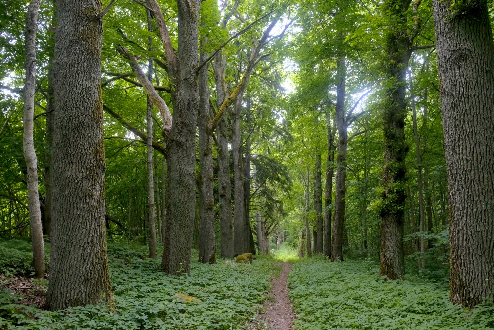Rudbārži Park Nature Trail