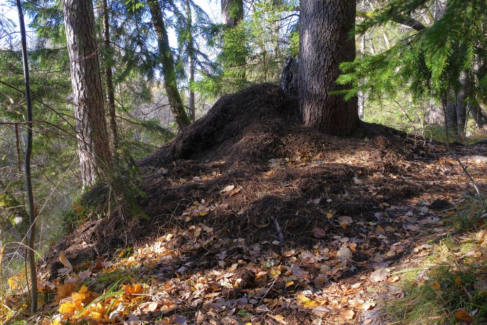 Anthill On The Ķirbiži Forest Trail