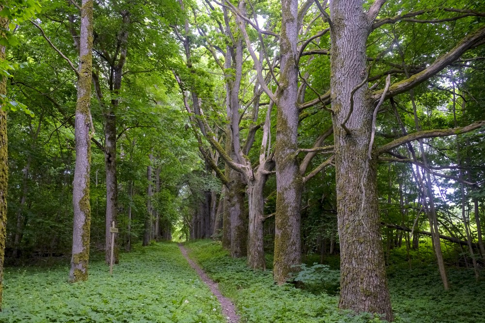 Rudbāržu parka dabas taka