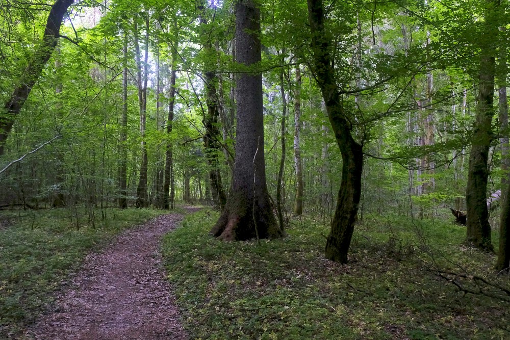 Rudbāržu pastaigu taka