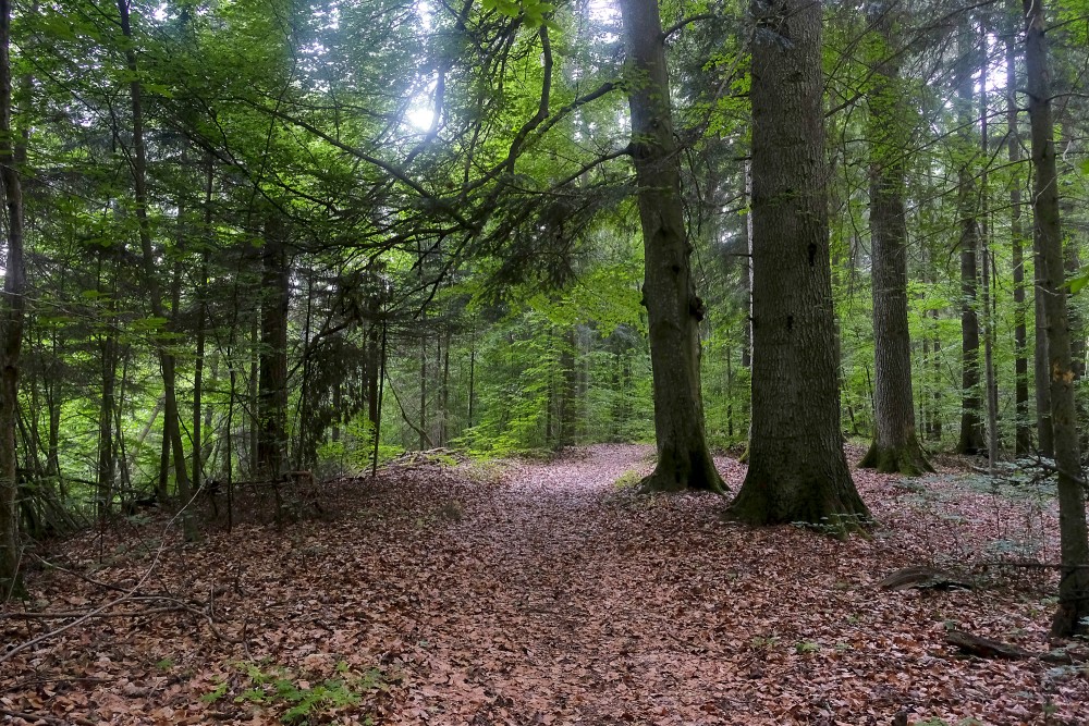Rudbāržu parka dabas taka