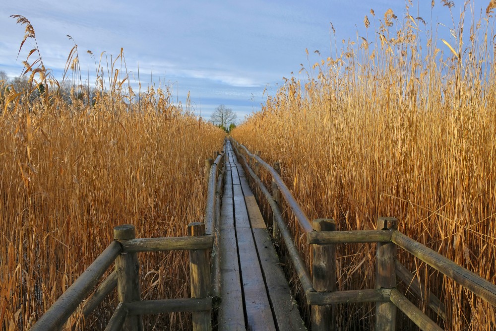 Kaņiera ezera niedru laipa rudenī