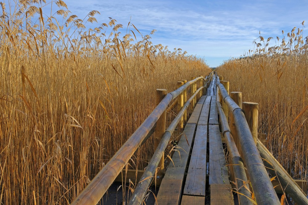 Kaņiera ezera niedru laipa rudenī Kaņiera ezera niedru laipa rudenī