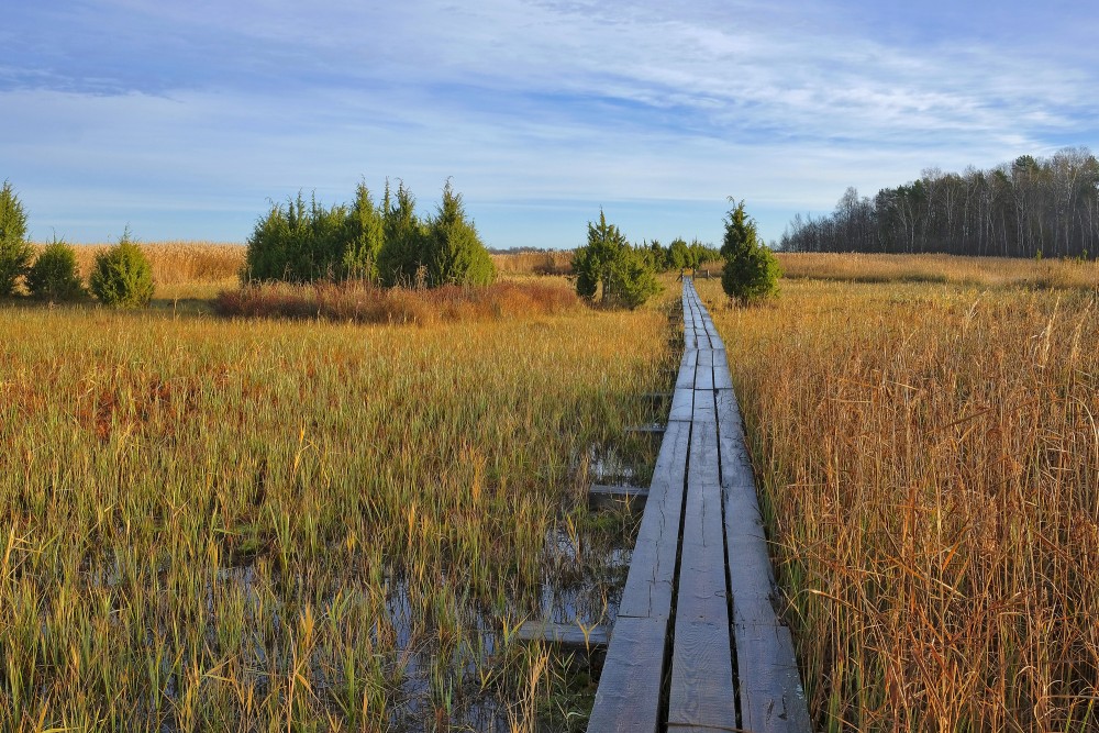 Ejot pa Kaņiera ezera niedru laipu