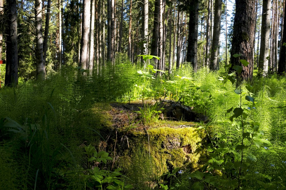 Brocēni Forest Park