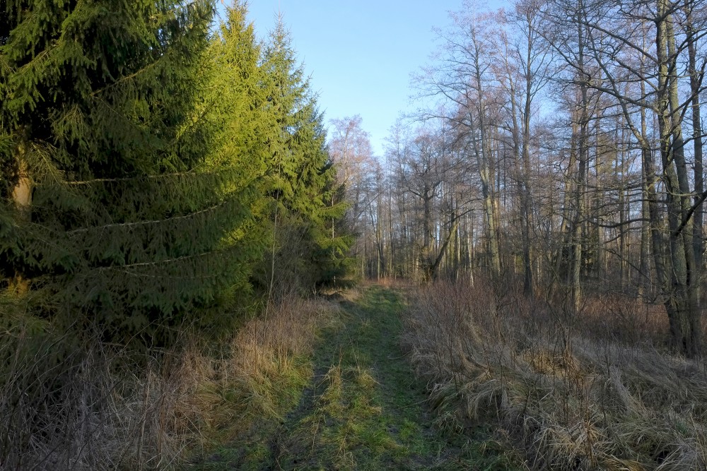 Lake Pape Trail