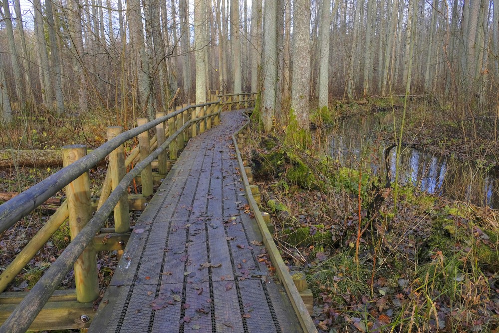 Black Alder Swamp Forest Plankway