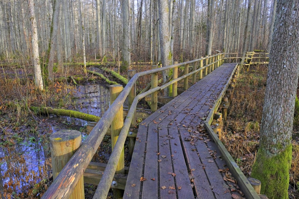 Black Alder Swamp Forest Plankway