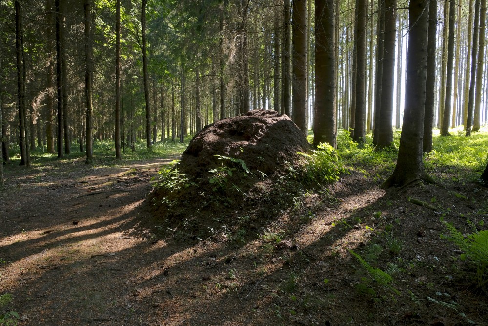 Anthill On The Nature Trail “Gaiļi”