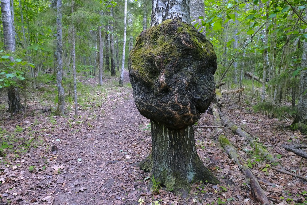 Māzers uz bērza stumbra, Vedzes dabas taka