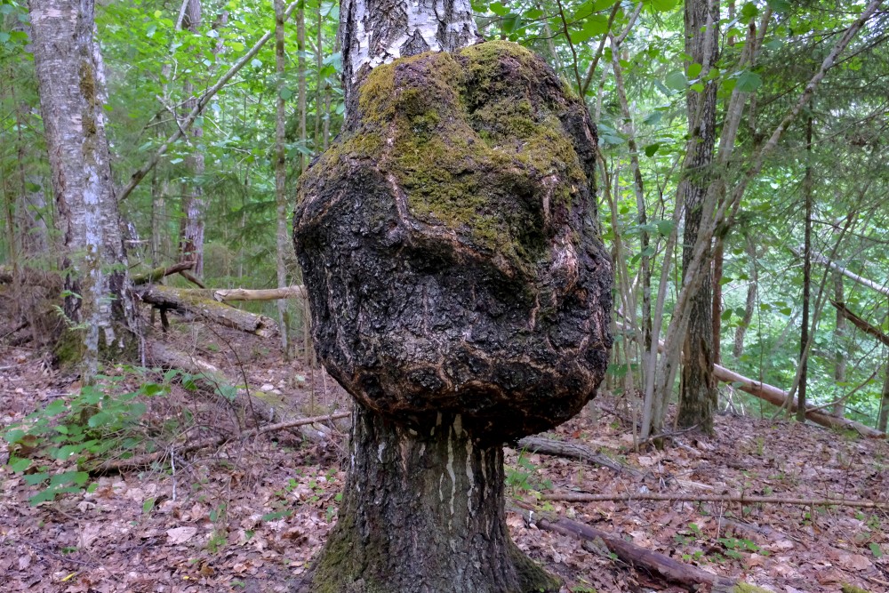 Māzers uz bērza stumbra, Vedzes dabas taka