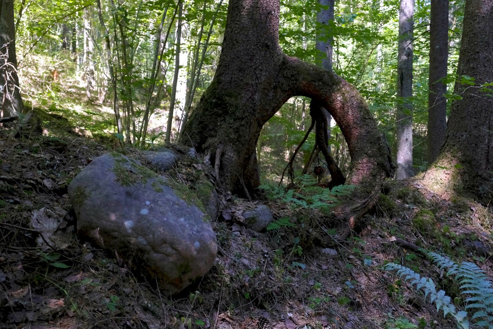 Walking along the Līgatne River Nature Trail, an Interesting Tree