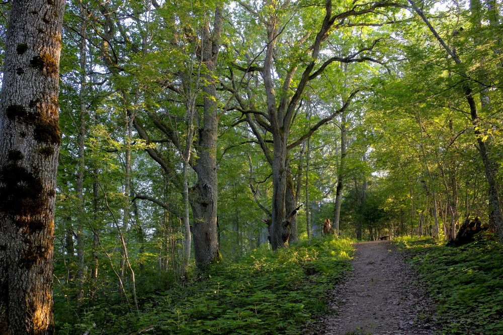 Drusku Castle Mound Path