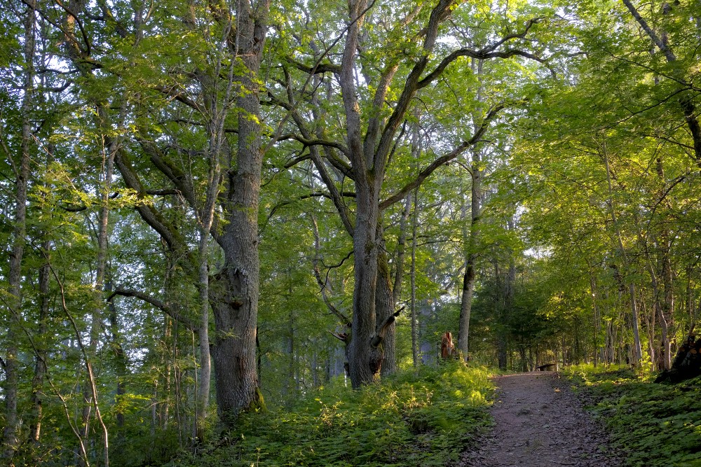 Drusku Castle Mound Path
