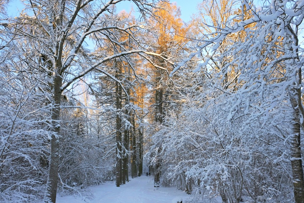 Larch Alley on the Kartavu Hill Trail in Winter