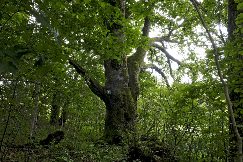 Mācītājmuižas Ozolāju dabas taka