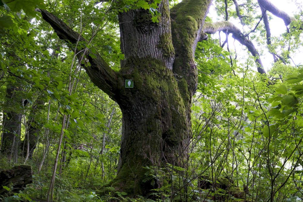 Old Ozolaji Nature Trail, Kandava