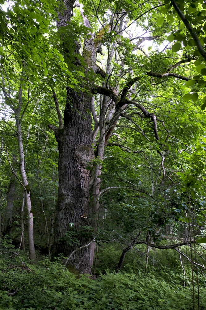 Old Ozolaji Nature Trail, Kandava